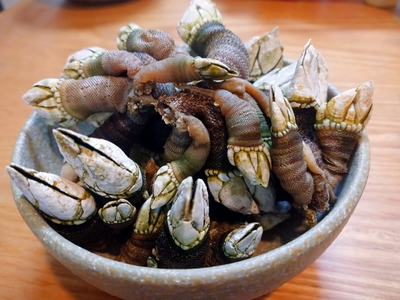 三重県鳥羽市より直送！ 磯の恵み 天然【生】カメノテ 1kg