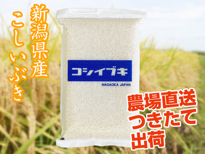 【新米】令和８年産 新潟県産こしいぶき　白米（5kg）