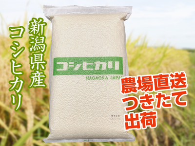 【新米】令和８年産 新潟県産コシヒカリ　白米（5kg）