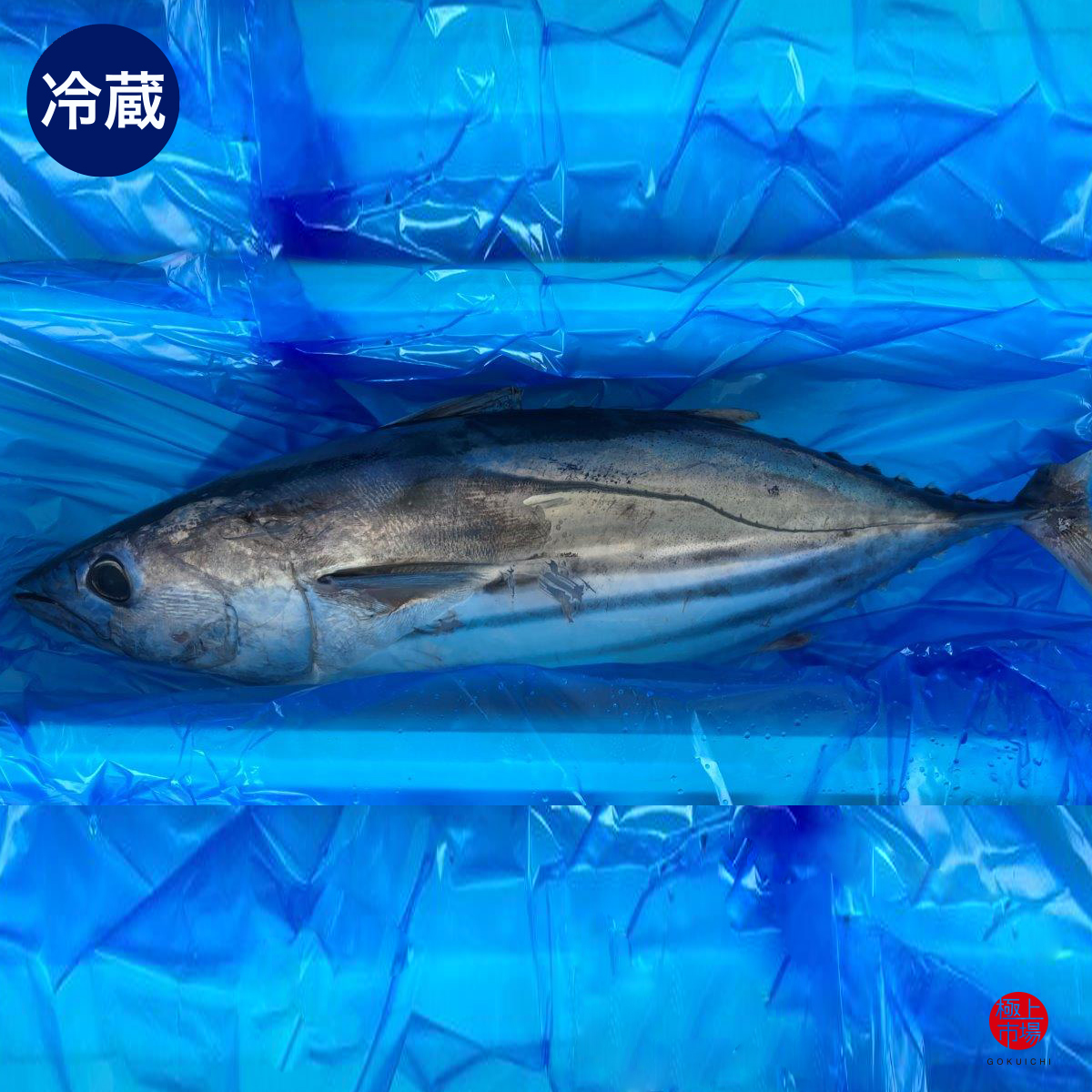 生カツオ水揚げ日本一！ 気仙沼産カツオを丸ごと1本お届けいたします