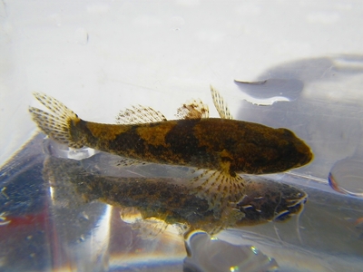 ☆OKATAN☆ドンコ