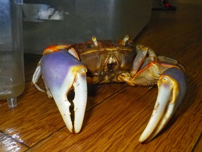 ☆OKATAN☆ハマガニ