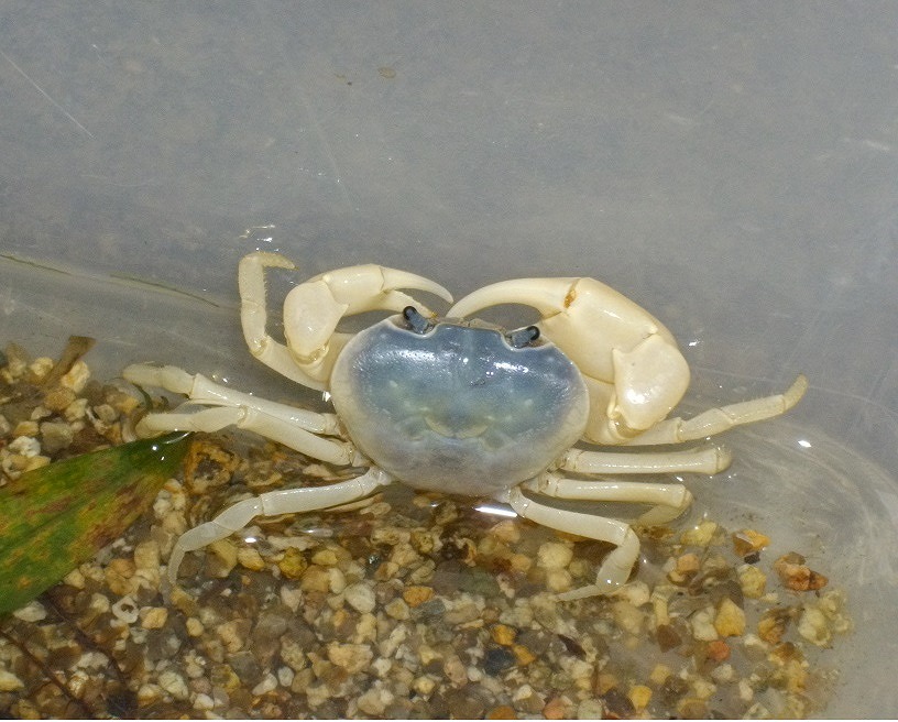 ☆OKATAN☆白サワガニ | OKATAN（本店）