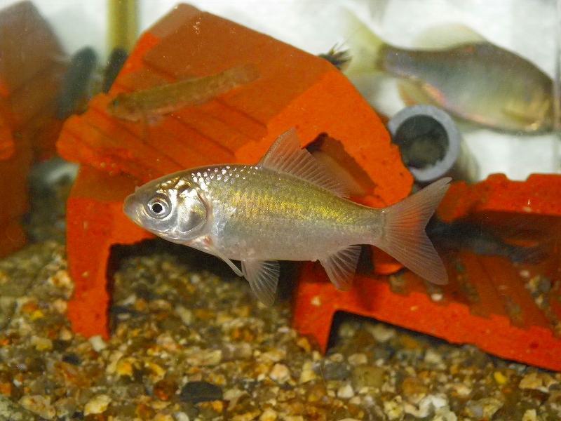 特大　オオキンブナ オオキンブナ - WEB魚図鑑