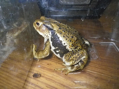 ☆OKATAN☆ニホンヒキガエル