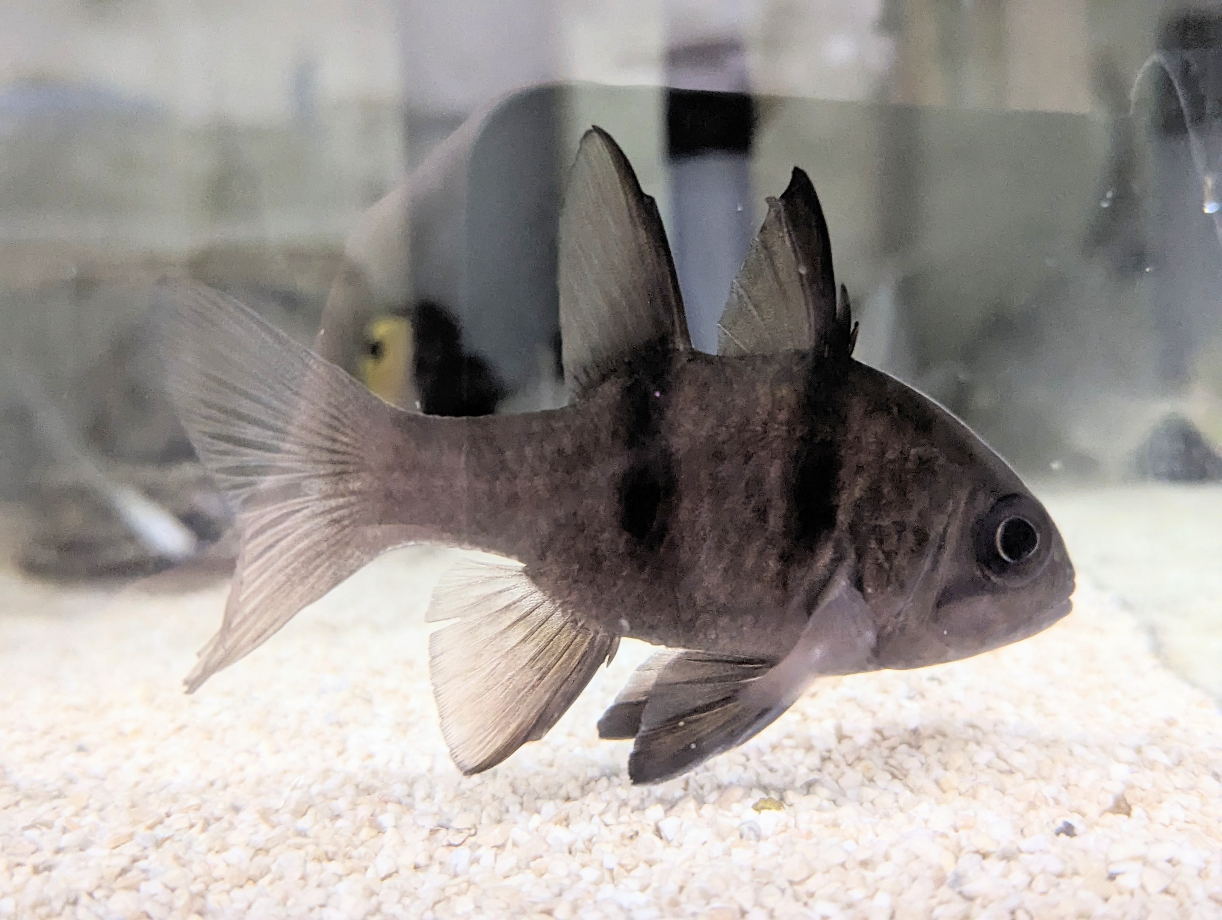 ☆OKATAN☆ヨコスジイシモチ | OKATAN（本店）