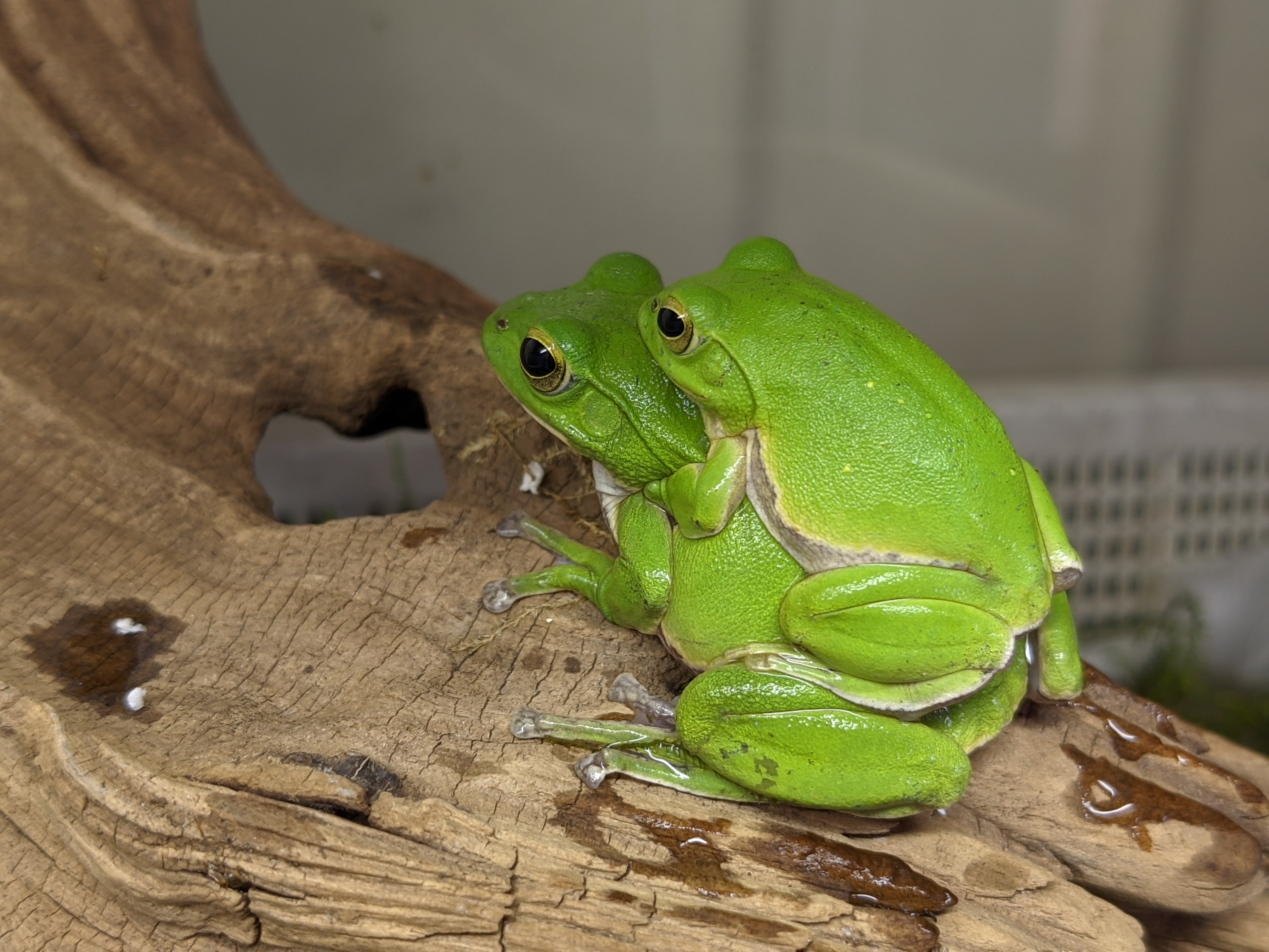 モリアオガエル | 1匹 ⁄ モリアオガエルの赤ちゃんてシュレーゲル