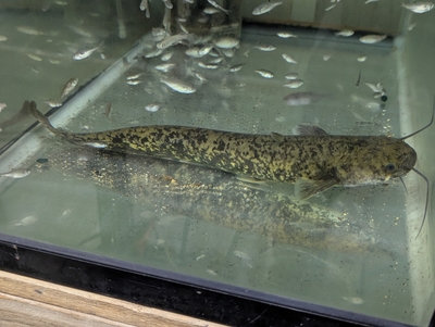 ☆OKATAN☆タニガワナマズ