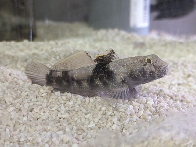 ☆OKATAN☆クモハゼ