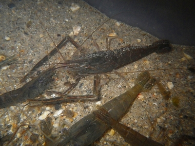 ☆OKATAN☆テナガエビ