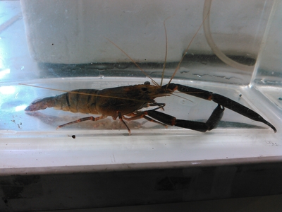 ☆OKATAN☆ヒラテテナガエビ