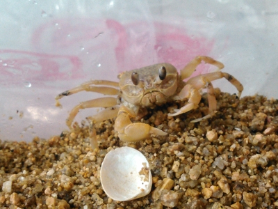 ☆OKATAN☆スナガニ