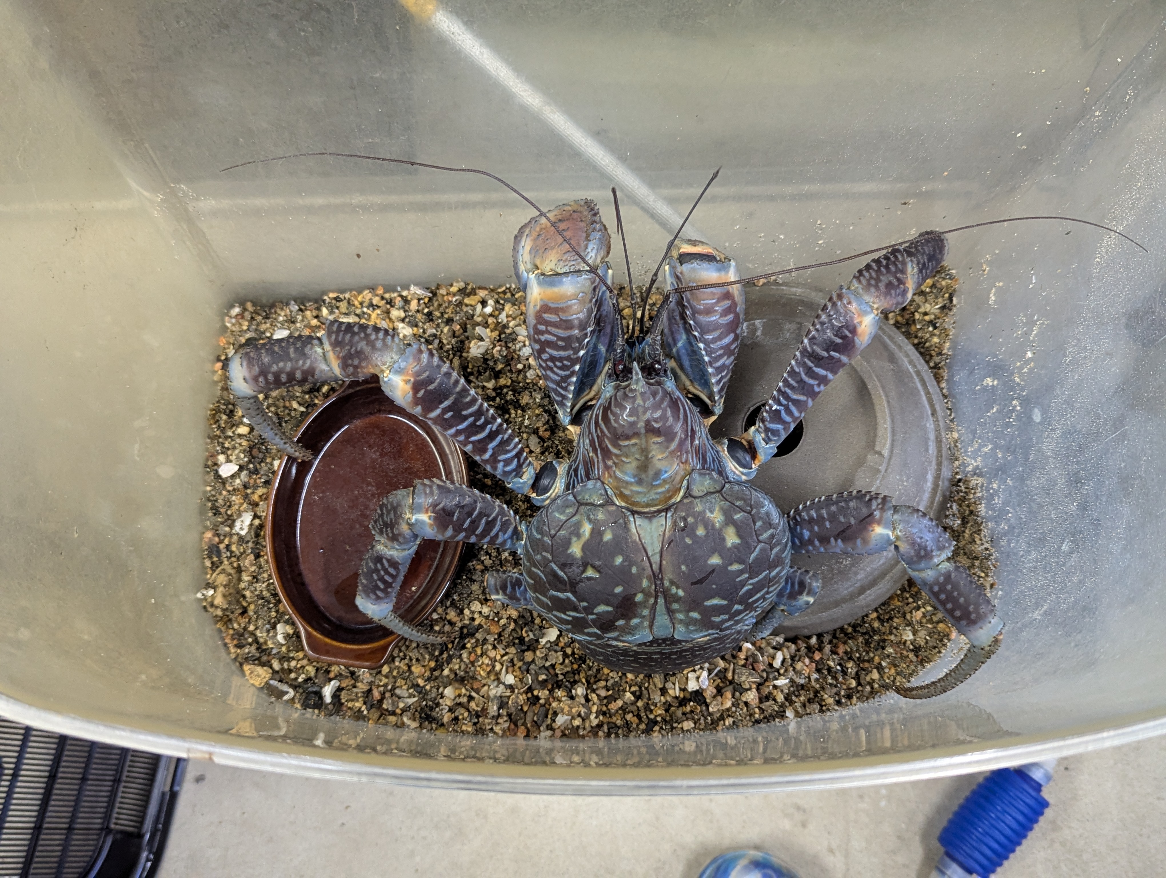 ☆OKATAN☆ヤシガニ | OKATAN（本店）