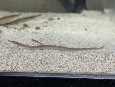 ☆OKATAN☆イッセンヨウジ