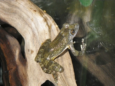 ☆OKATAN☆カジカガエル