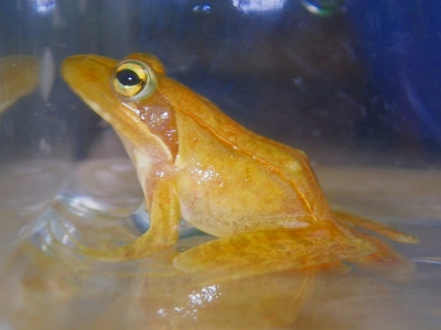 ☆OKATAN☆ニホンアカガエル