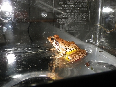 ☆OKATAN☆ヤマアカガエル