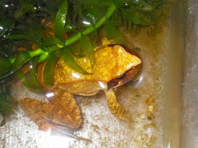 ☆OKATAN☆タゴガエル