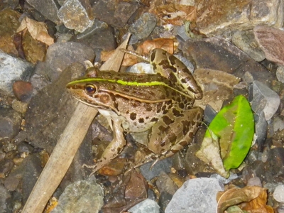 ☆OKATAN☆トノサマガエル