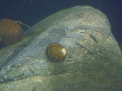 ☆OKATAN☆イシマキガイ