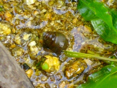 ☆OKATAN☆ヒメタニシ