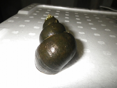 ☆OKATAN☆オオタニシ