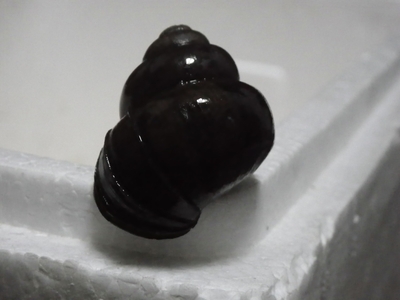 ☆OKATAN☆マルタニシ