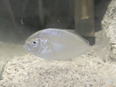 ☆OKATAN☆カスミアジ