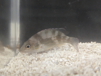 ☆OKATAN☆オキフエダイ