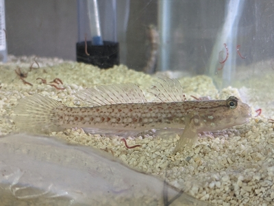 ☆OKATAN☆クツワハゼ