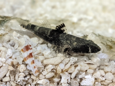 ☆OKATAN☆ヒトミハゼ