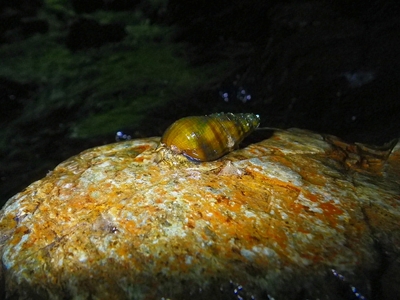 ☆OKATAN☆カワニナ