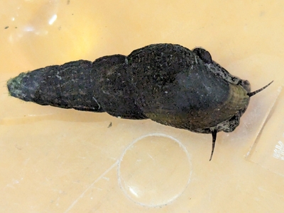 ☆OKATAN☆クロダカワニナ