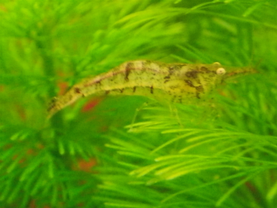 ☆OKATAN☆ミナミヌマエビ