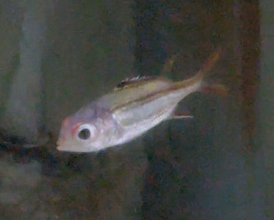 ☆OKATAN☆ウケグチイットウダイ