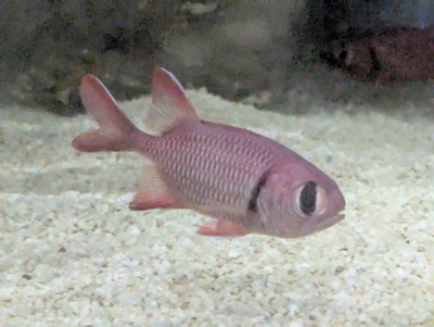 ☆OKATAN☆ナミマツカサ