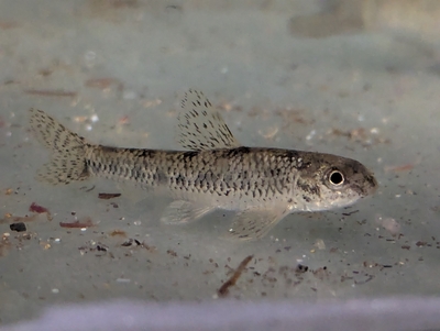 ☆OKATAN☆ヨドゼゼラ