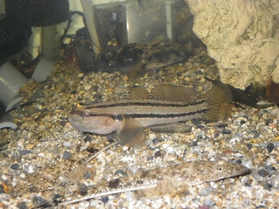 ☆OKATAN☆アカオビシマハゼ