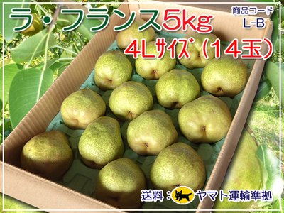 L-B ラ・フランス５㎏ 14 玉(４L)