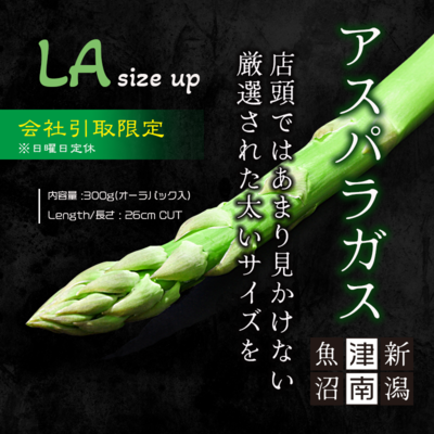 会社受取限定　新潟県津南産アスパラガス(厳選LAサイズ以上) - 300gパック/1kg化粧箱