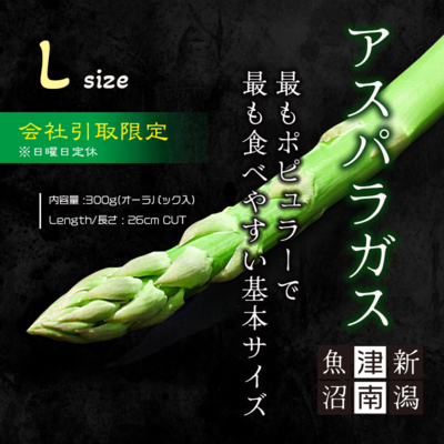 会社受取限定　新潟県津南産アスパラガス(Lサイズ) - 300gパック/1kg化粧箱