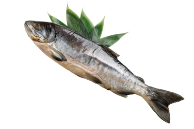 新巻鮭山漬（真空包装）　化粧箱入