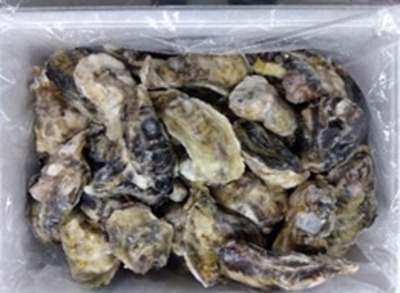 生食用　兵庫県産一年球　冷凍殻付牡蠣　2Lサイズ