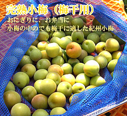 完熟小梅（梅干用） 10kg | 山口農園