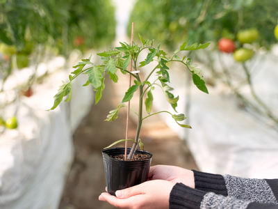 おうちで育てる大島とまと