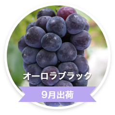 オーラルブラック