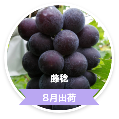 藤稔