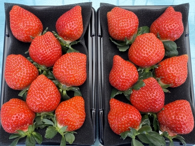 みくのか2パック（約500g）