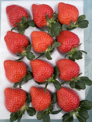 みくのか贈答箱１ホール入り