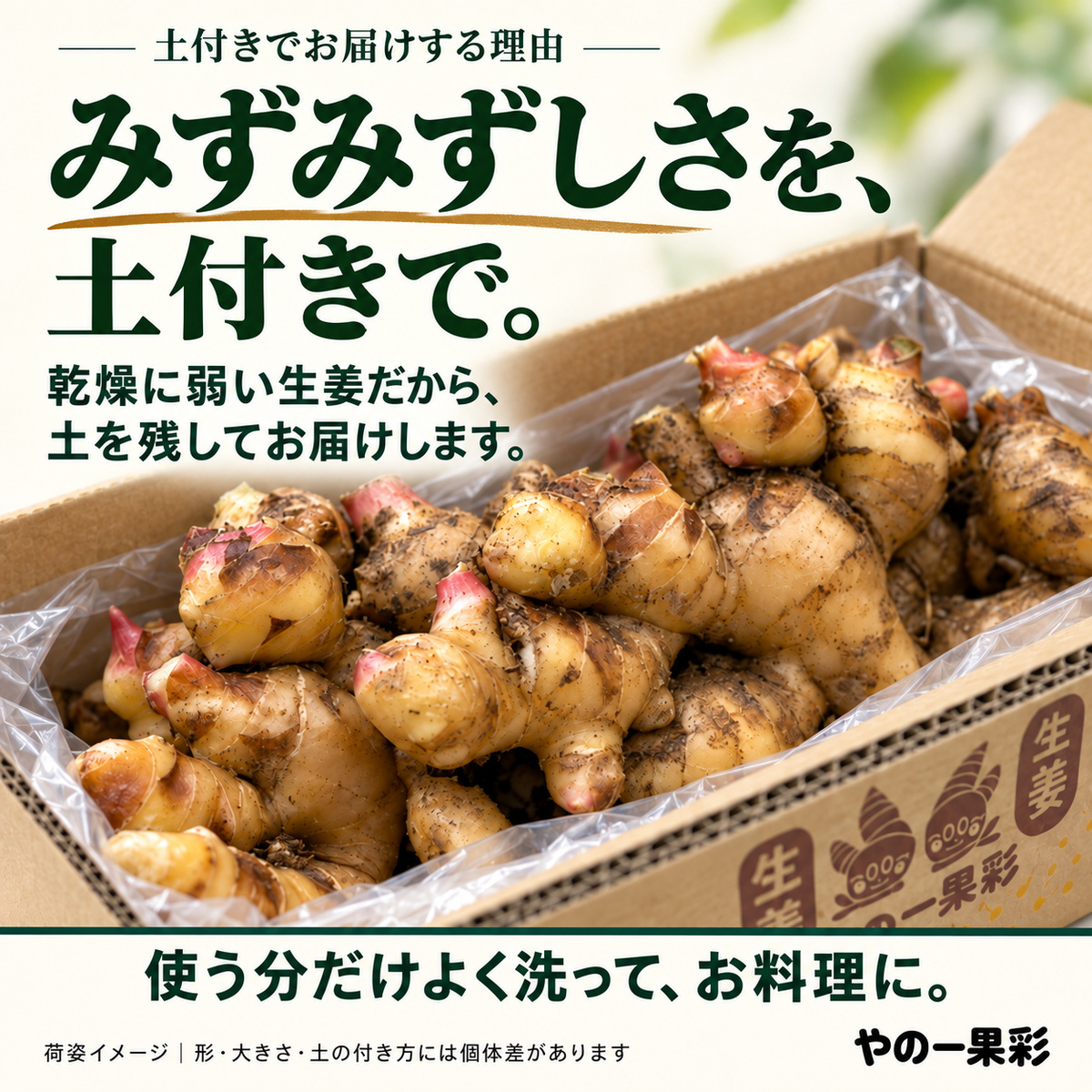 セットでお届けする土付き生姜の荷姿イメージ